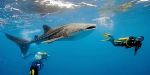 Scuba Diving Destinations