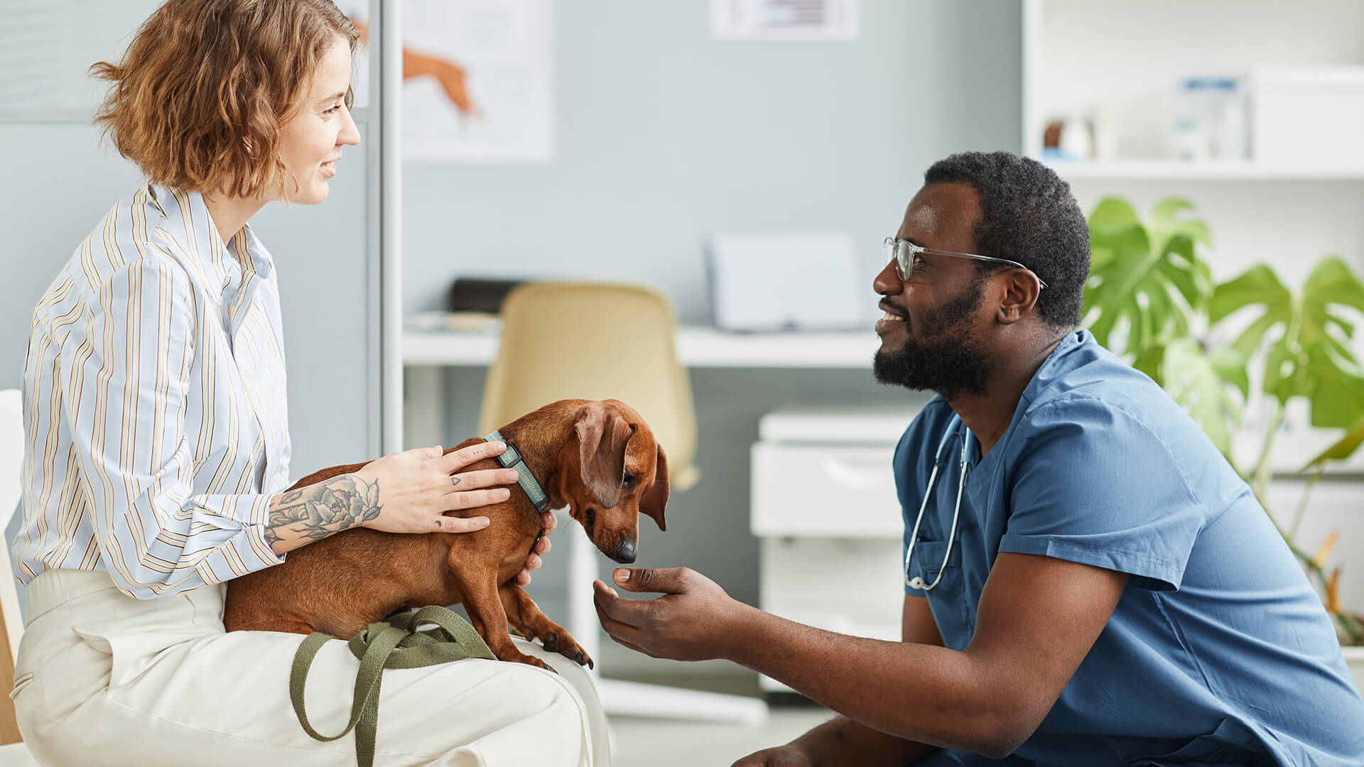 The Importance of Pet Insurance