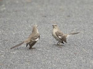 What is a small black bird with white streaks?