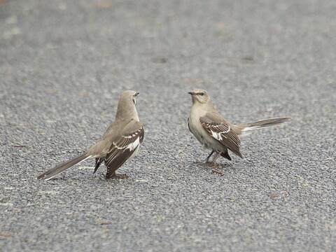 What is a small black bird with white streaks?