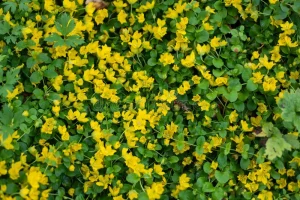 What is the best low maintenance ground cover?