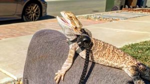 What lizard is bigger than the bearded dragon?