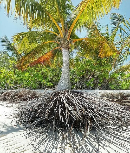 How Deep Are The Roots Of A Date Palm Tree?